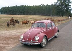 Volkswagen Beetle (Pre-1980) 1955 #8